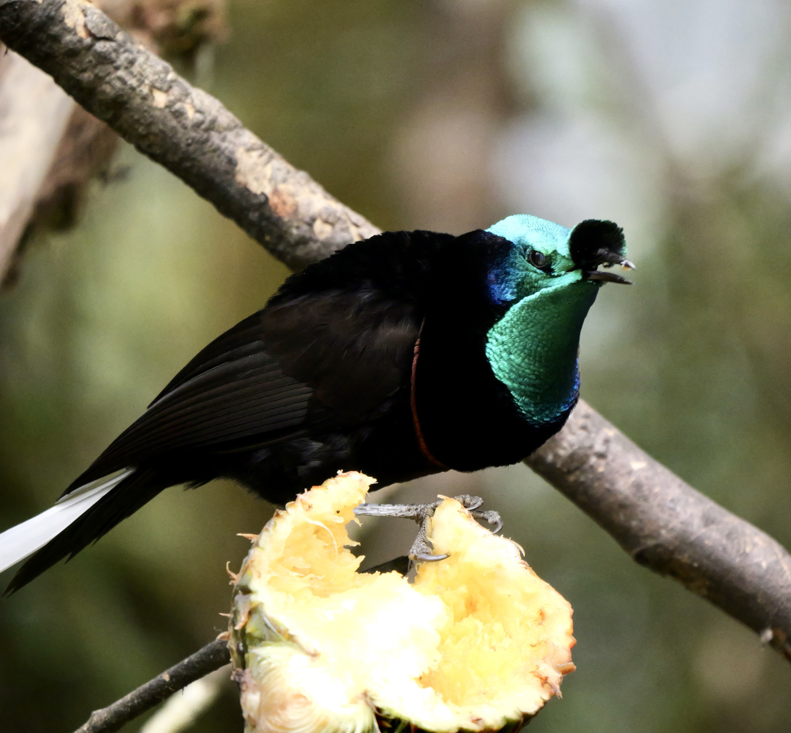 image Ribbon-tailed Astrapia